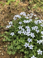 Houstonia serpyllifolia