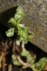 Podosphaera epilobii