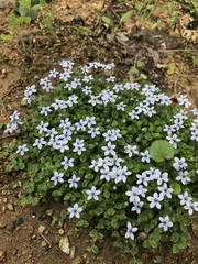 Houstonia serpyllifolia