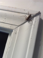 Elaphidion mucronatum