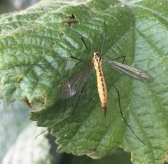 Nephrotoma flavescens