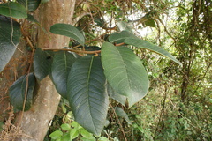 Ficus tequendamae