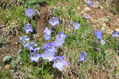 Campanula tridentata