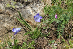 Campanula tridentata
