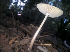 Oudemansiella furfuracea