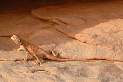 Agama tassiliensis