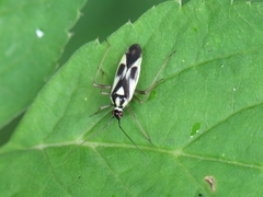 Grypocoris stysi