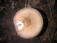 Oudemansiella furfuracea