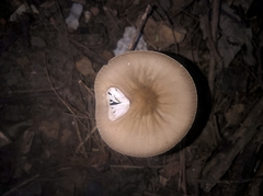 Oudemansiella furfuracea