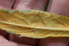 Puccinia pulverulenta