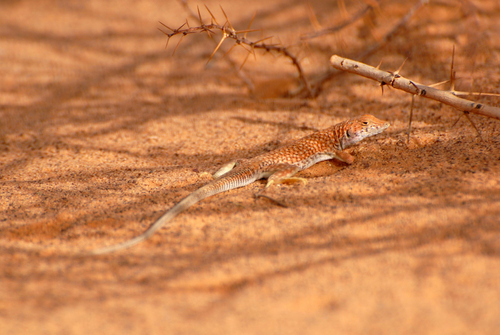 Nidua Fringe-fingered Lizard