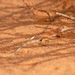 Nidua Fringe-fingered Lizard - Photo (c) Roberto Sindaco, some rights reserved (CC BY-NC-SA)