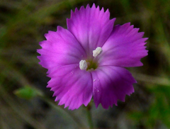 Dianthus caryophyllus