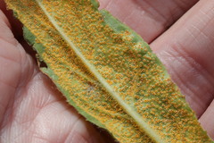 Puccinia pulverulenta
