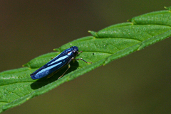 Poecilocarda cosmopolita