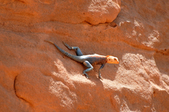 Agama tassiliensis