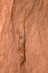 Ptyodactylus togoensis
