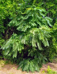 Ailanthus altissima