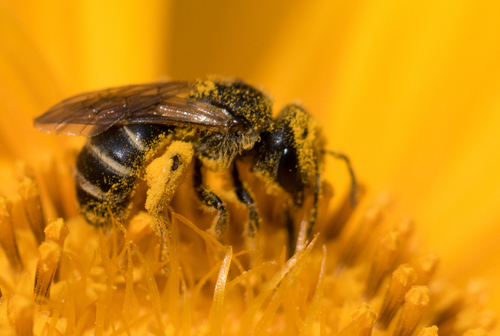 Ligated Furrow Bee, photo 5 of 8