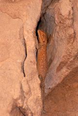 Agama tassiliensis