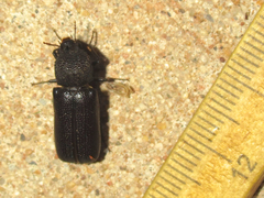 Apatides fortis