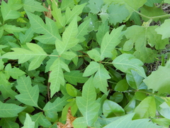 Toxicodendron radicans negundo
