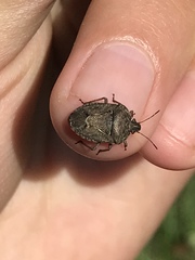 Hymenarcys nervosa