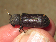 Apatides fortis