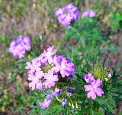 Glandularia bipinnatifida