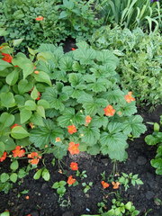 Geum coccineum