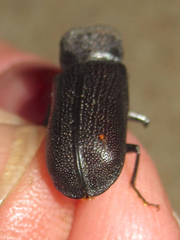 Apatides fortis