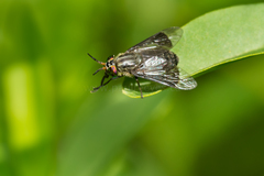 Chrysops niger