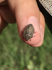 Hymenarcys nervosa