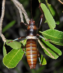 Colossopus grandidieri