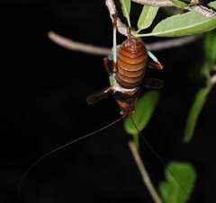Colossopus grandidieri
