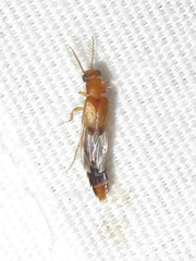 Distremocephalus texanus