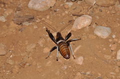 Colossopus grandidieri