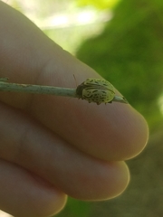 Calligrapha philadelphica