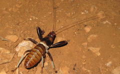 Colossopus grandidieri