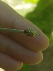 Calligrapha philadelphica