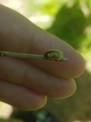 Calligrapha philadelphica