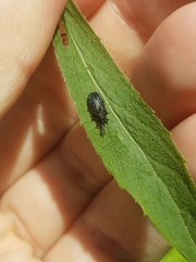 Microrhopala excavata