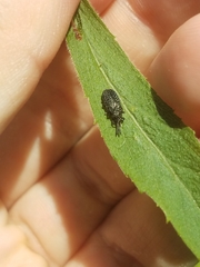 Microrhopala excavata