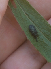 Microrhopala excavata