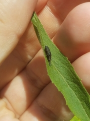 Microrhopala excavata