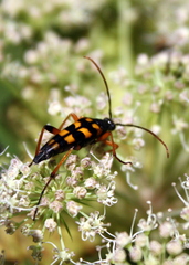 Strangalia attenuata