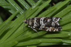 Epinotia tedella