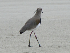 Vanellus chilensis