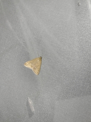 Pyrausta aerealis