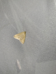 Pyrausta aerealis